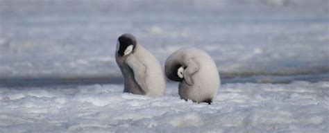 Penguin Breeding Colonies Catastrophically Failing as Ice Vanishes in Antarctica - Science News