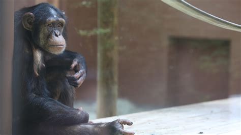 Zoo Knoxville Announces Chimpanzee Jambo Is Pregnant