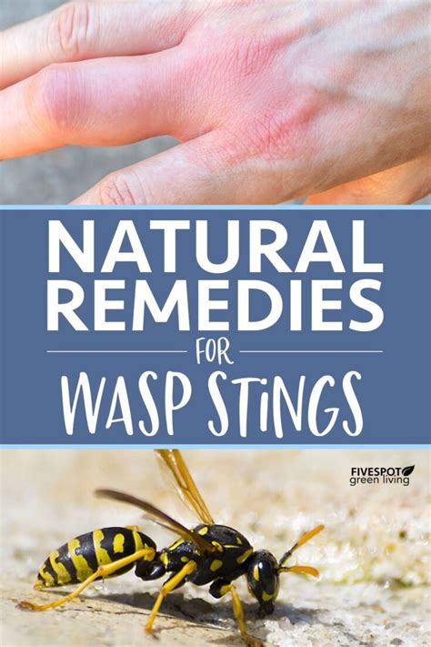 Effective Home Remedies for Wasp Stings - Five Spot Green Living