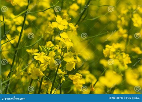 Flowering Rapeseed in a Field. Cultivation of Breeding Varieties of ...