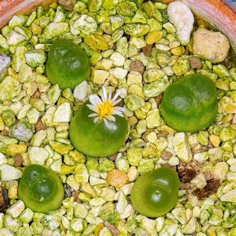 Types Of Popular Conophytum Pictorial Guide