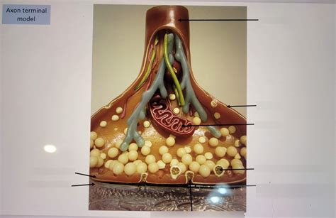 A&P Axon Terminal model Diagram | Quizlet