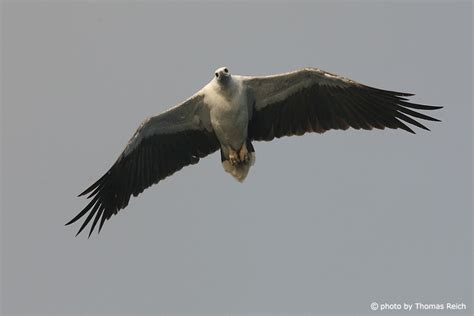 Foto Wei Bauchseeadler Schwanzfedern Thomas Reich Bilderreich