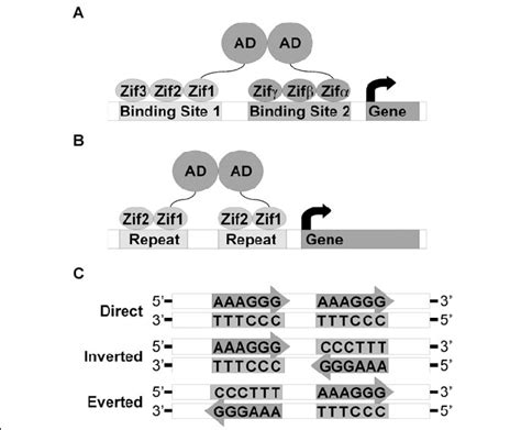 Artificial Transcription Factor Design Using Zinc Fingers Design For Download Scientific