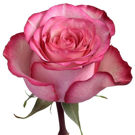 Bi Color Roses Wholesale Roses Carrousel Rose