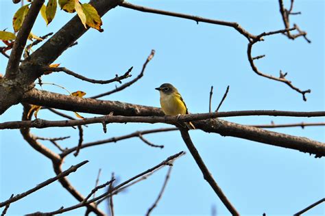 Flycatcher Yellow Bellied Flycatcher Minnesota Ramsey C Flickr