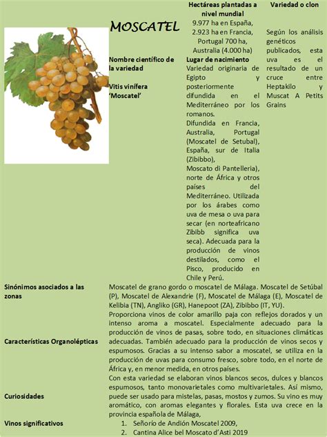 variedades de uva  debes conocer entreliasyduelas