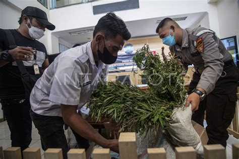 Rilis Penemuan Ladang Ganja Di Sumatera Selatan Antara Foto