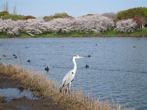 花博記念公園鶴見緑地 桜 大阪府 大阪市鶴見区 バイクで遠足しませんか