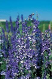 Larkspur: Facts, How to Grow and Care for the Plant?