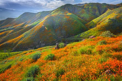 California Poppy Lake Elsinore Walker Canyon Wildflowers Superbloom