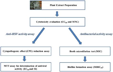 Procedure For Evaluation Of Anti HSV And Antibacterial Activities Of GP