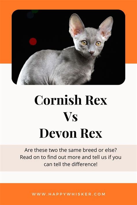 Cornish rex vs devon rex spotting the differences – Artofit