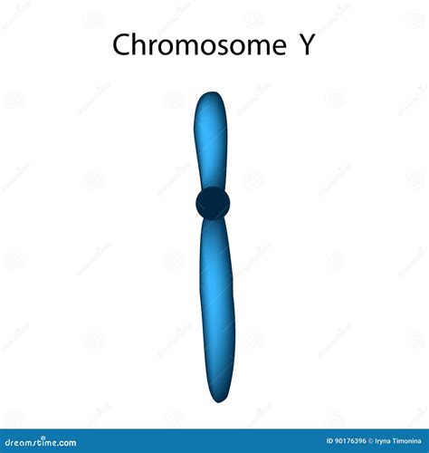 The Structure Of The Chromosome Y. Infographics. Vector Illustration On ...