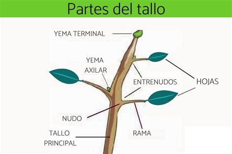 Planta y sus partes raíz tallo hojas flor fruto Educación para Niños