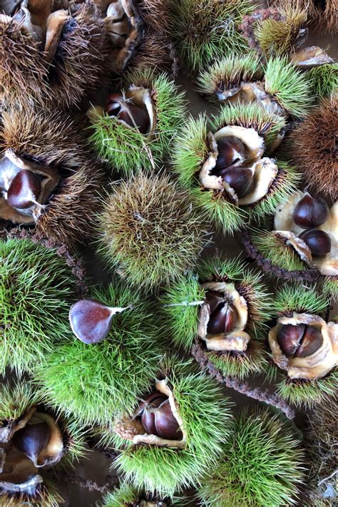 American Chestnuts - Queens County Farm Museum