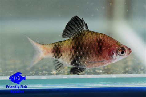 Black Rosie Barb Friendly Fish Aquatics