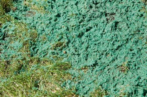 Hydroseeding How To Spray Grass Seed On Your Lawn