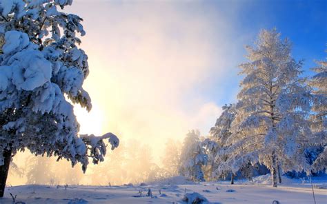 Winter Full Hd Wallpaper And Background Image 2560x1600 Id667760