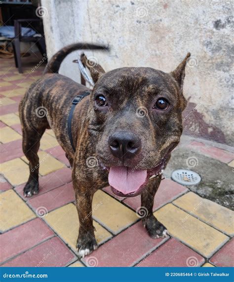 A mastiff mixed pitbull surprise behavior was caught on camera today 15