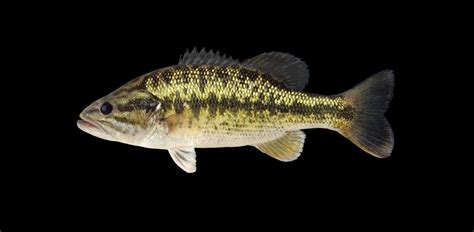 18 Spotted Bass Facts