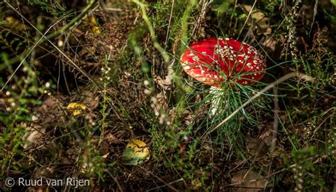 Mushrooms Autumn Lommel Sahara Belgium Stuffed Mushrooms Fruit Lommel