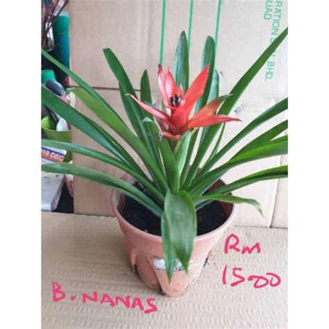 Real Life Plant Pokok Bunga Nanas Bromeliaceae Bunga Bromeliad