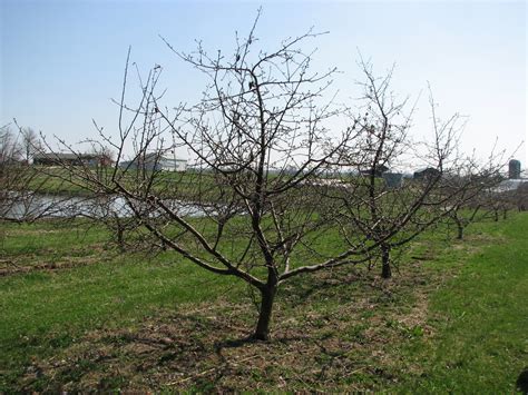 kentucky home gardens pruning fruit trees