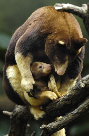 Photos of baby Matschie's tree kangaroo