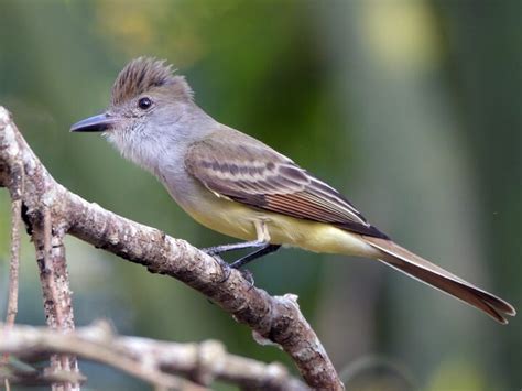 30 Birds That Start With A Sonoma Birding