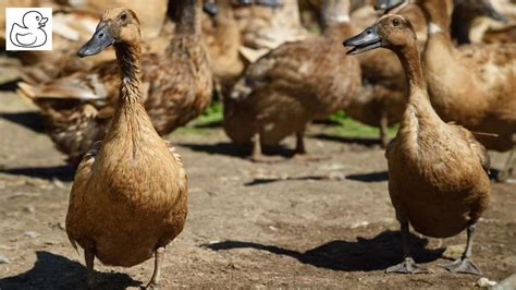 Egg Laying Duck Breeds Explained In Detail