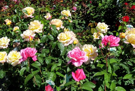 Roses - Berkeley Horticultural Nursery Berkeley Horticultural Nursery