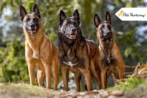 Belgian Malinois Dog Breed Facts, Care, & Characteristics - Pets Nurturing