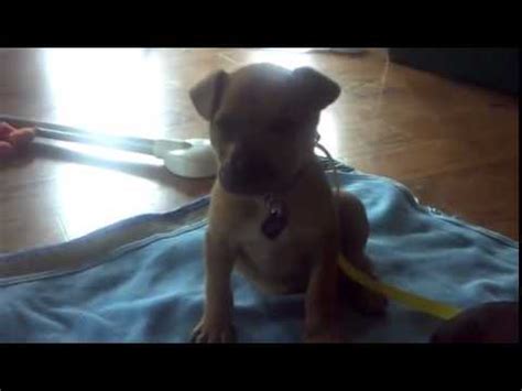 Un chiot pose sa tête sur un bébé pour dormir Best of La Gay Life