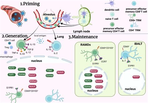 Frontiers Pulmonary Resident Memory T Cells In Respiratory Virus