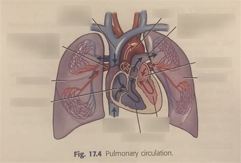 Pulmonary Circulation Diagram Quizlet