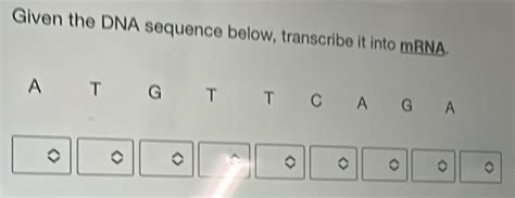 Solved Given The DNA Sequence Below Transcribe It Into MRNA A T G T