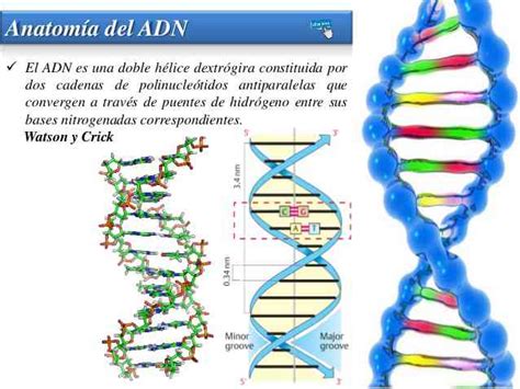 Partes Del ADN