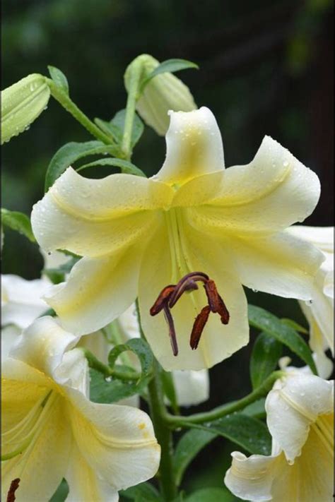 Golden Stargazer Lily | Lily flower, Stargazer lily, Wedding flowers