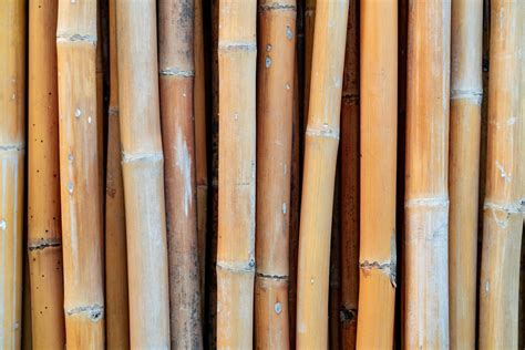 Closeup Dried Bamboo Pole Texture Background Eco Background Nature