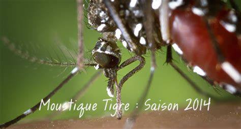 Moustique Tigre Saison Vigilance Moustiques