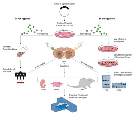 Gene Therapy In The Central Nervous System The Use Of Recombinant