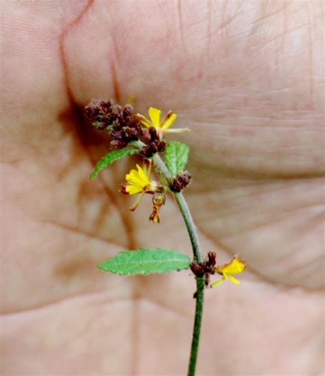 Triumfetta Rhomboidea Jacq Bukit Tagar Selangor Malaysi Flickr