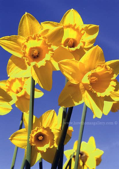 Welsh Daffodil Card Design BL 2 - Welsh Greeting Card - Huw Thomas Gallery