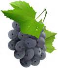 Grapes Transparent PNG Clip Art Image | Gallery Yopriceville - High ...