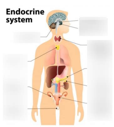 414 Endocrinology Diagram Quizlet