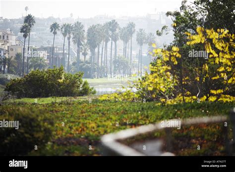 Palm Trees Over Del Rey Lagoon In Playa Del Rey Los Angeles County