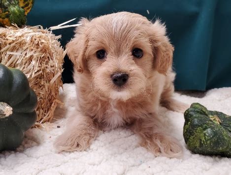 Maltipoo Puppies for Adoption - Midnight Acres Kennel