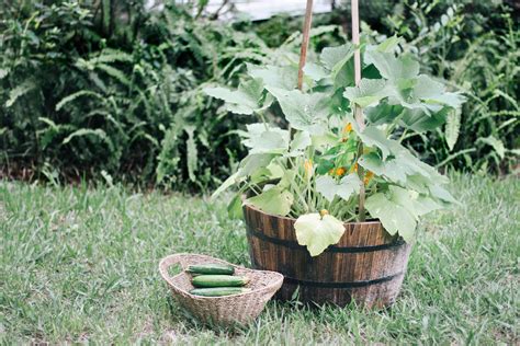 How To Grow Zucchini Vertically Types Of Tomatoes Types Of Vegetables Growing Tomatoes