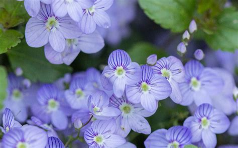 Buy Waterperry Blue Creeping Veronica Speedwell FREE SHIPPING